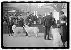 Dog show