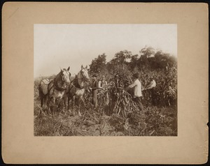 Wheatleigh, harvesting corn