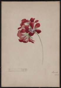 Framed flower