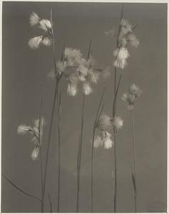 328. Eriophorum viridi-carinatum, cotton grass