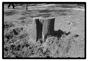 Tree root excavation
