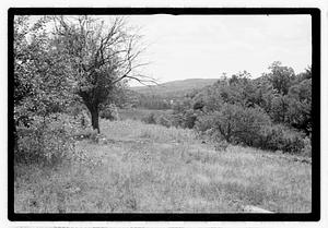 Trees and bushes
