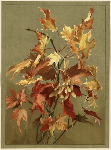 Autumn leaves, no. 2 (maple)