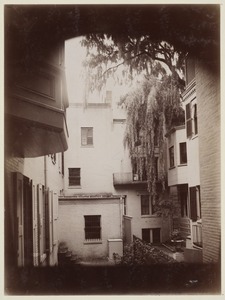 Court yard with willow tree.