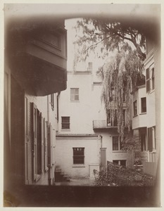 Court yard with willow tree