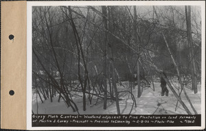 Gypsy moth control, woodland adjacent to Pine Plantation on land formerly of Martin C. Corey, Prescott, Mass., Feb. 8, 1936
