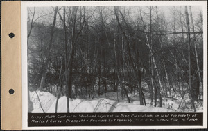 Gypsy moth control, woodland adjacent to Pine Plantation on land formerly of Martin C. Corey, previous to clearing, Prescott, Mass., Feb. 8, 1936