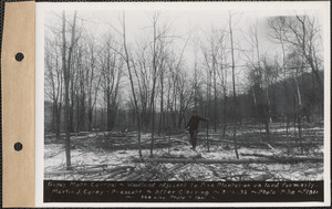 Gypsy moth control, woodland adjacent to Pine Plantation on land formerly of Martin C. Corey, after clearing, Prescott, Mass., Mar. 16, 1936