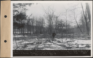 Gypsy moth control, woodland adjacent to Pine Plantation on land formerly of Martin C. Corey, after clearing, Prescott, Mass., Mar. 16, 1936