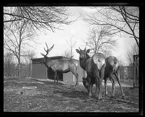 Elk - Franklin Park Zoo