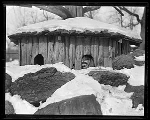 Raccoons in winter - Franklin Park Zoo