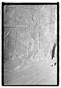Snow covered street and trees