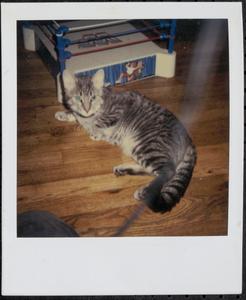 Gray cat on wood floor