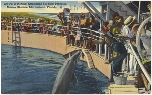 Crowd watching attendant feeding porpoise, Marine Studios, Marineland, Florida