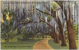 Live Oak Drive, oldest orange grove, St. Augustine, Florida, the oldest city in the United States