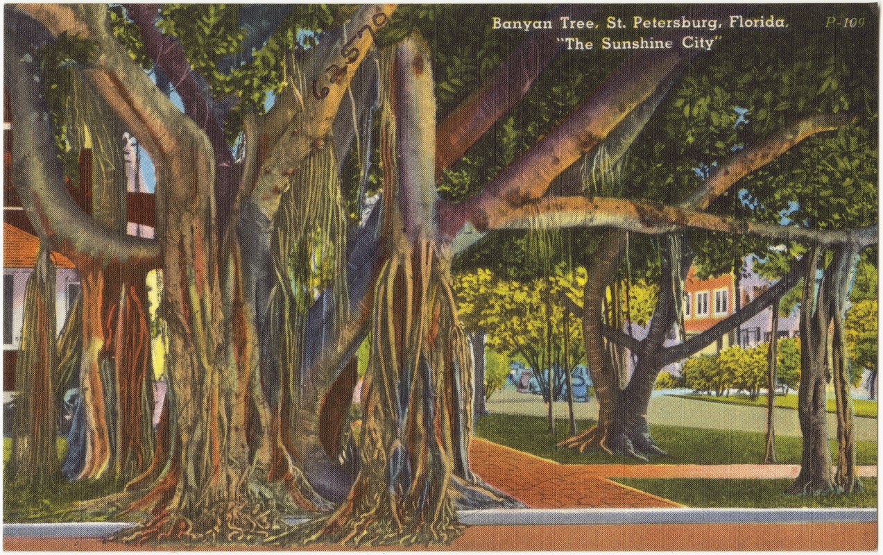 Banyan tree, St. Petersburg, Florida, "the sunshine city"