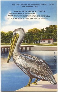 Old "Bill" Pelican, St. Petersburg, Florida, the sunshine city