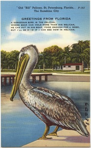 Old "Bill" Pelican, St. Petersburg, Florida, the sunshine city