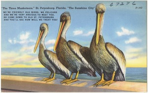 "The three musketeers," St. Petersburg, Florida, "the sunshine city"