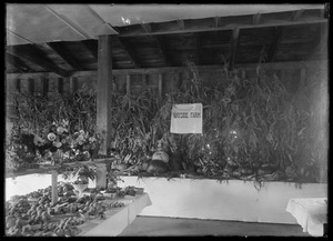 Interior picture of large plants or trees growing in a kind of box. Marked "Wayside Farm"