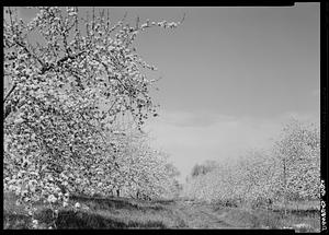 Danvers, nature scene