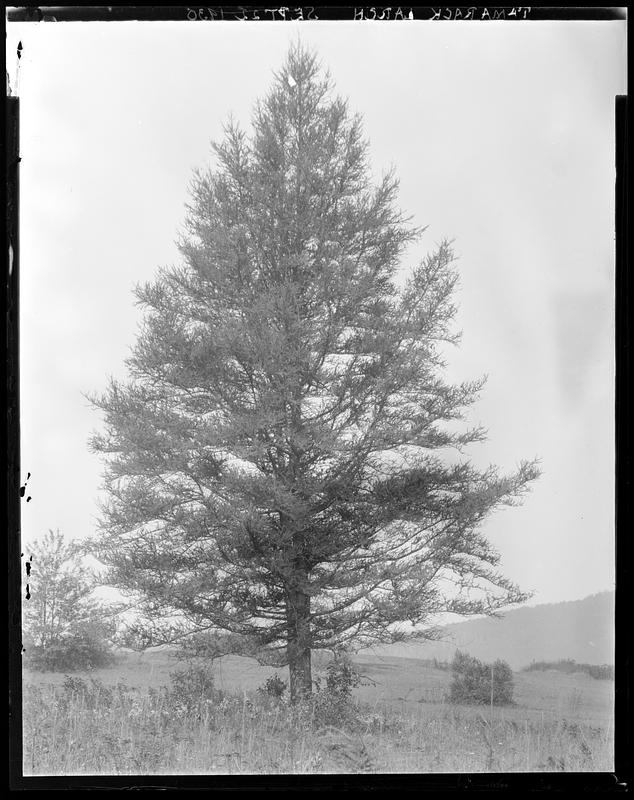 Tamarack larch