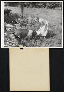 Part-Time Farmer. Mrs. John B. Edward, mother of five, feeds a pig on her Cleveland, Ga., farm. When chores like this are finished, Mrs. Edwards goes to her job in a ewn factory nearby. Her factory job has been providential since her husband, a carpenter, was seriously injured in a fall last year. Mrs. Edwards is typical of the new brand of Southern worker who E3072learning about the machine and adapting to the industrial revolution sweeping the South.