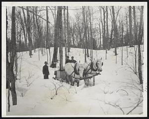 Deep Snow for Vermont Maple Sugaring - Farmer Fred Hubbard (left) a veteran of 63 maple sugar seasons, watches his sons as they gather maple sap on the family farm at Squabble Hollow, St. Johnsbury, Vt. Deep snow still hampers many farmers in northern Vermont sugar bushes this season. Farmer Hubbard says his team of horses, Peggy (left) and Roxie, enables his "boys" to get around earlier than farmers using tractors to haul the sap tub. Sons are Frank (left) and Calvin, and they collect sap from 1000 buckets while their father boils it in the sugar house.