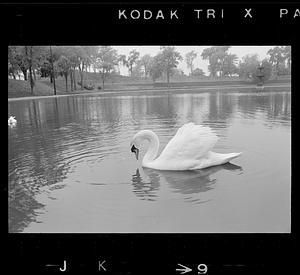 Swan at Bartlett Mall