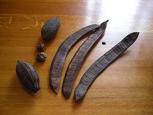 Assorted long bean pods, round seed pods