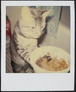 Cat having a snack