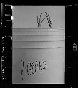 Boston University: Biology lab pigeon bucket, Charles River, Boston