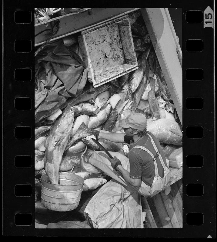 Fisherman's catch on boat, Monhegan Island, Maine