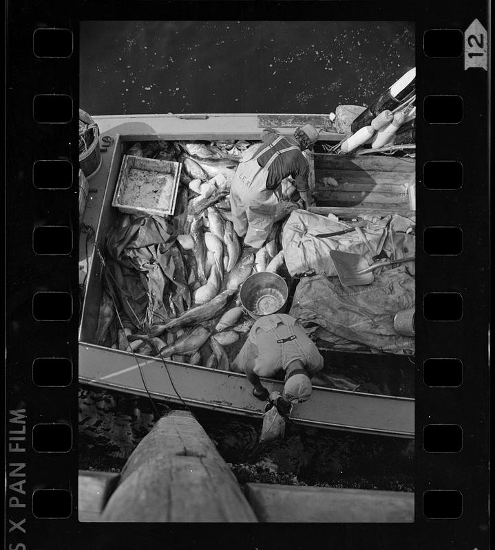 Fisherman's catch on boat, Monhegan Island, Maine