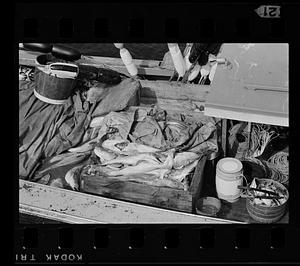 Fisherman's catch on boat, Monhegan Island, Maine