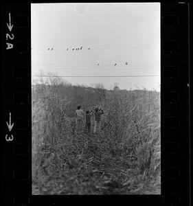 Boys hunt birds in salt marsh, Ipswich