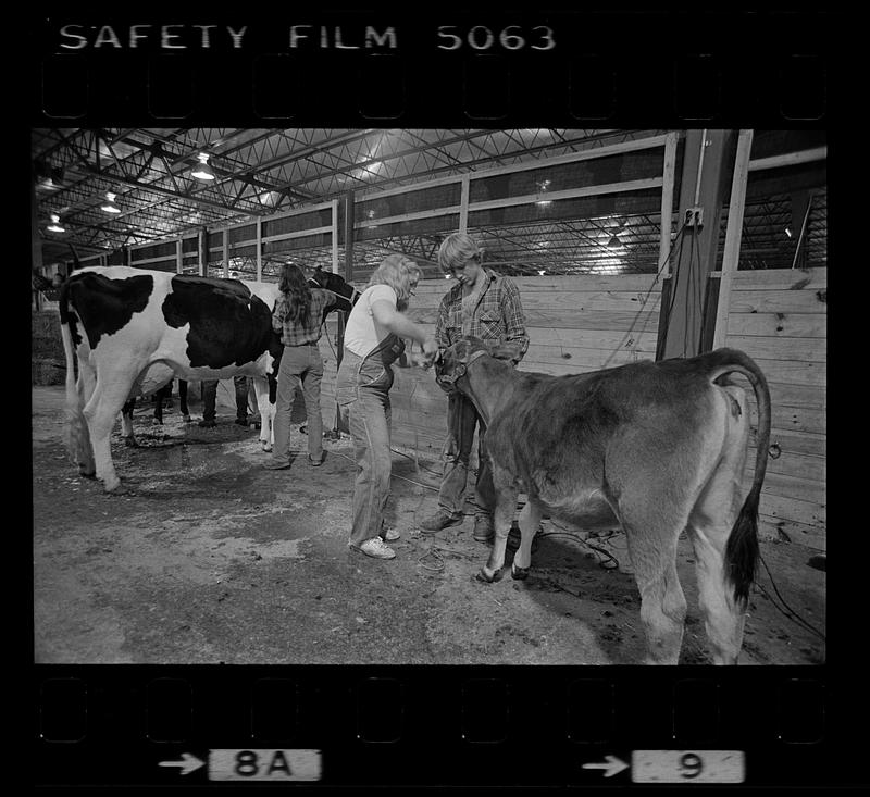 Caring for cows at Eastern States Exposition, Springfield