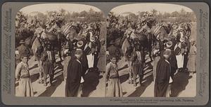 A caravan of camels, in the narrow road approaching Jaffa, Palestine