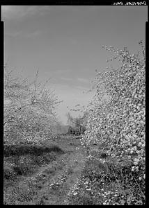 Danvers, nature scene