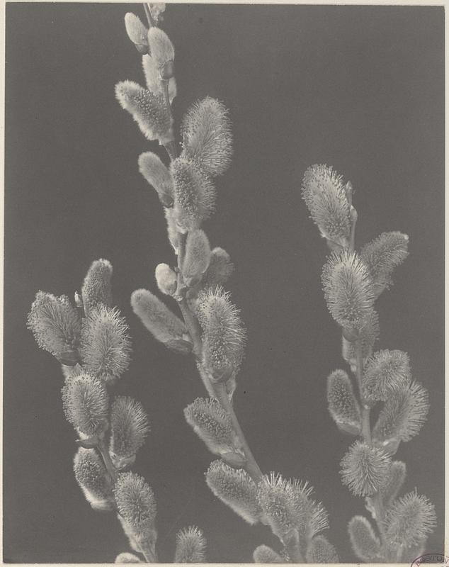 2. Salix discolor, glaucous willow, pussy willow