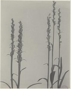 168. Habenaria hyperborea, tall green orchis