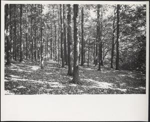Forest, Boston