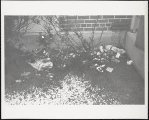 Litter among hedges