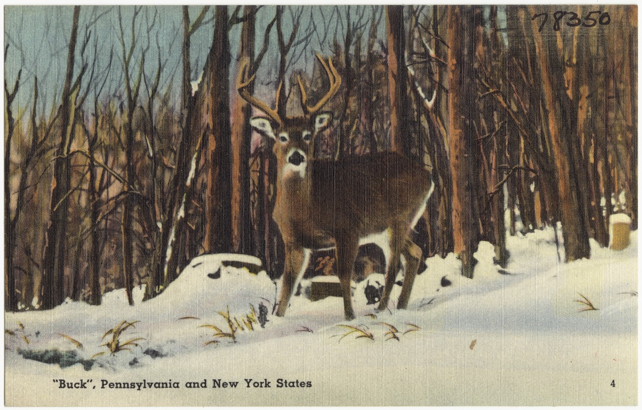 "Buck", Pennsylvania and New York States