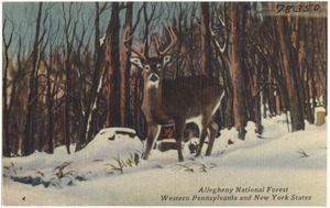 Allegheny National Forest, Western Pennsylvania and New York States
