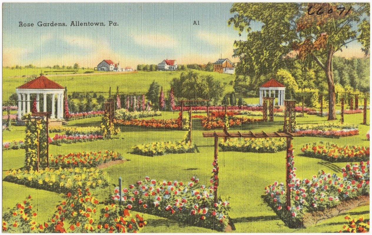 Rose gardens, Allentown, Pa. Digital Commonwealth