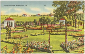 Rose gardens, Allentown, Pa.