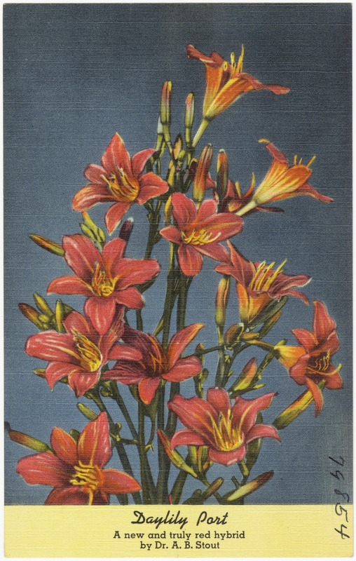 Daylily Port, anew and truly red hybrid by Dr. A. B. Stout