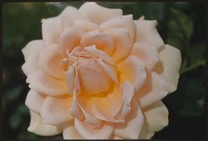 Flower close up, rose, Fenway
