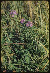 Wildflower, purple, Mystic River